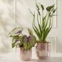 Passion Pot 6″ – Pink